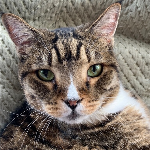 Meet your Posher, Sophia - Picture 1 of 1